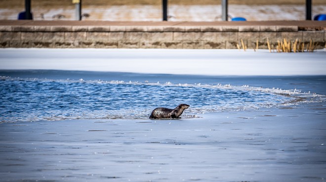 Florissant Otter Gentrifies Pond, Deserves Personal Space