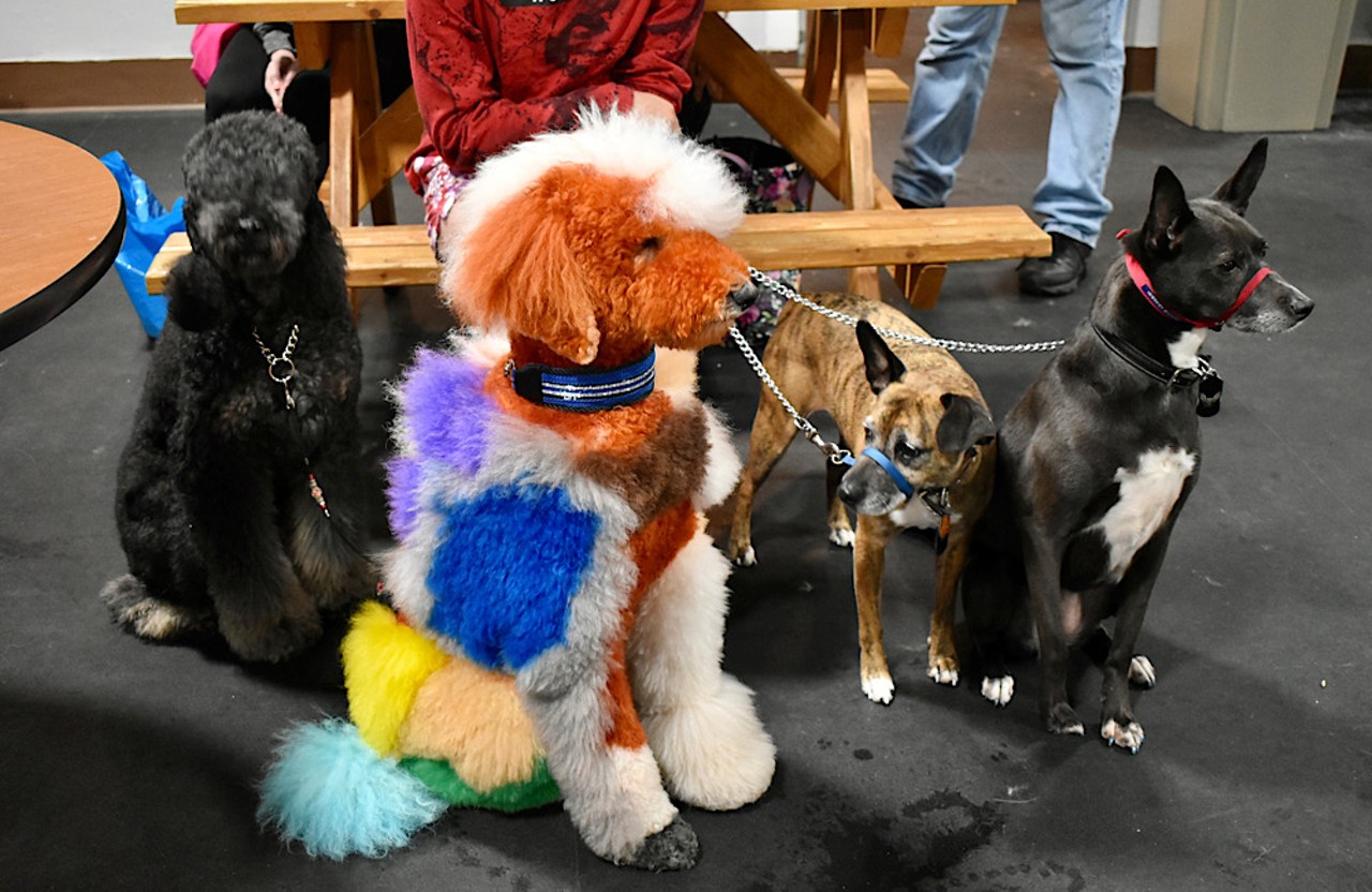 We Saw So Many Fancy Doggos at STL Groom Fest [PHOTOS]