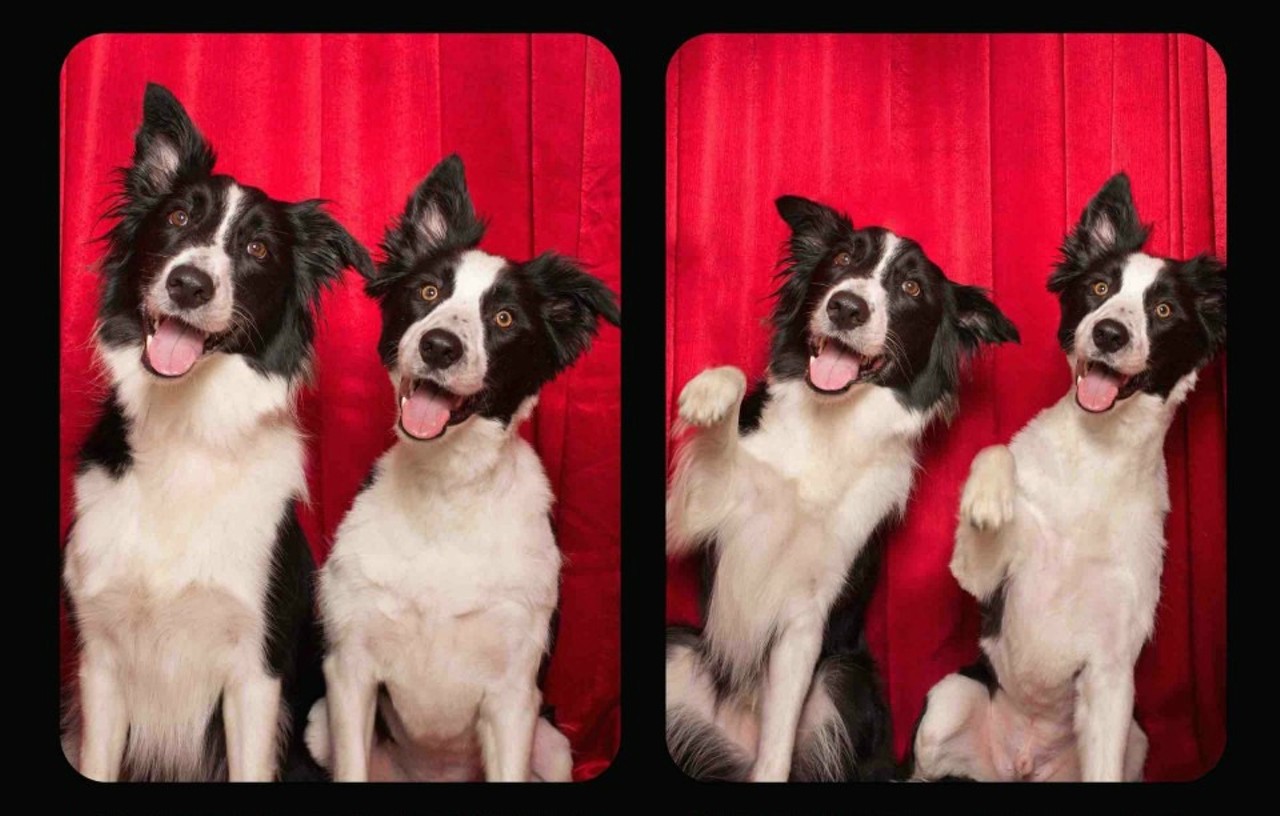 Here's What Happens When You Put Dogs in a Photo Booth