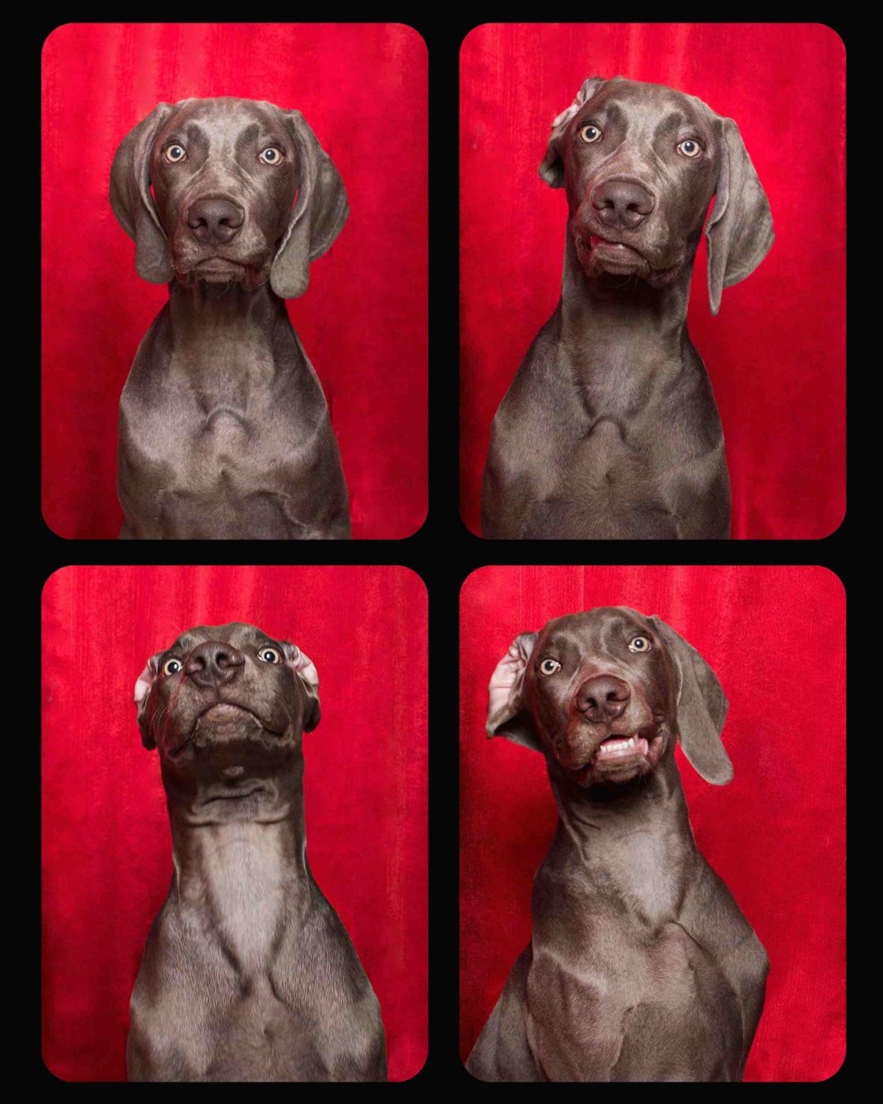 This Weimaraner has personality for days.