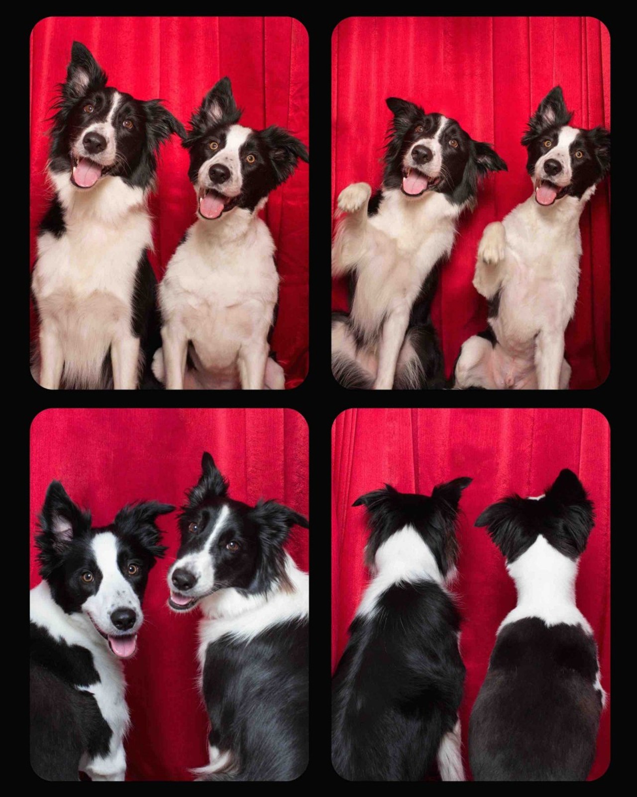 We so want to hang out with these border collies!