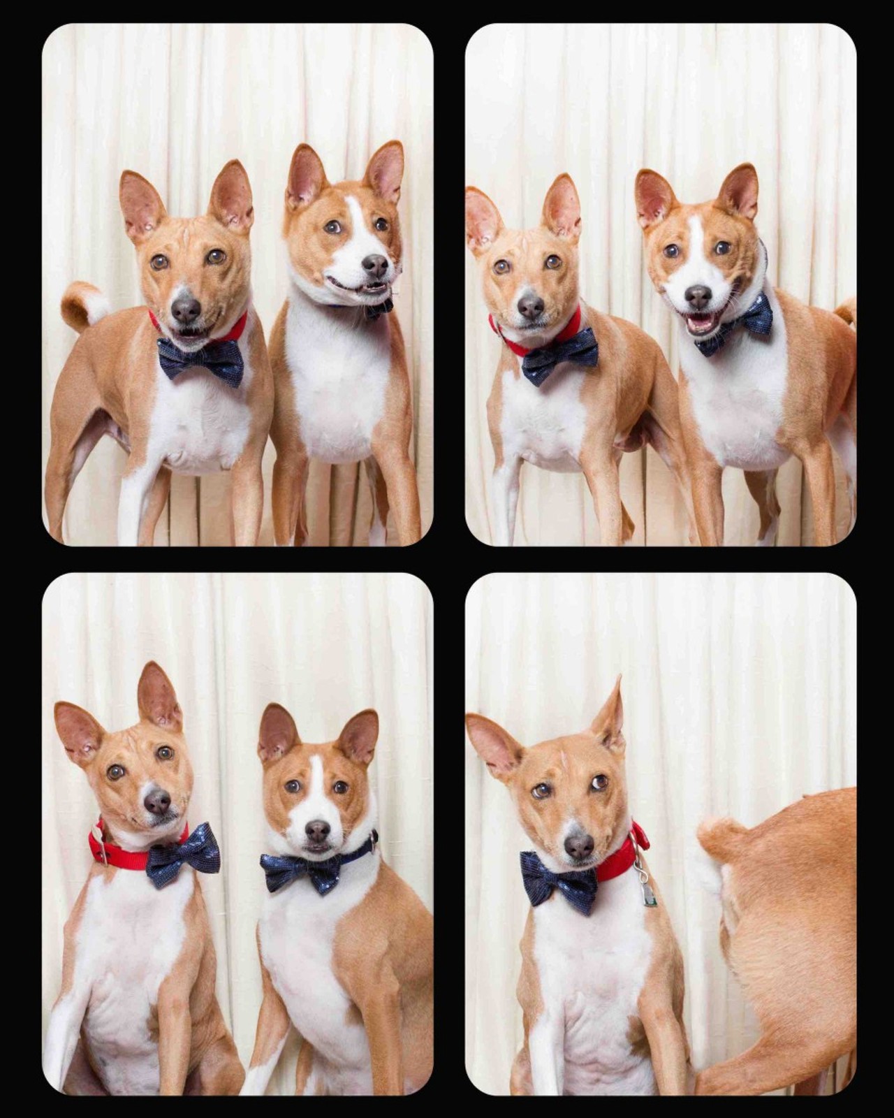 These dapper basenjis are ridiculous. 
