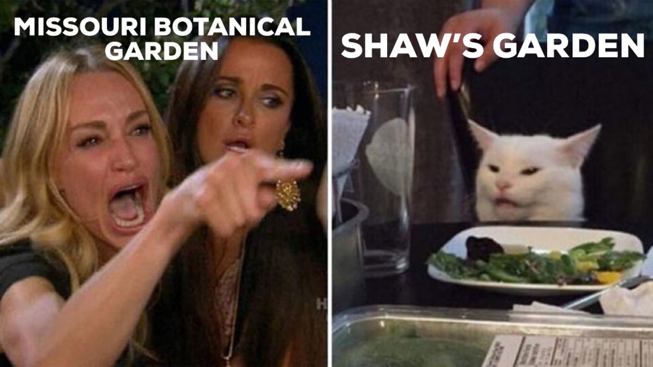 Hilarious St. Louis Versions of the Woman Yelling at Cat Meme