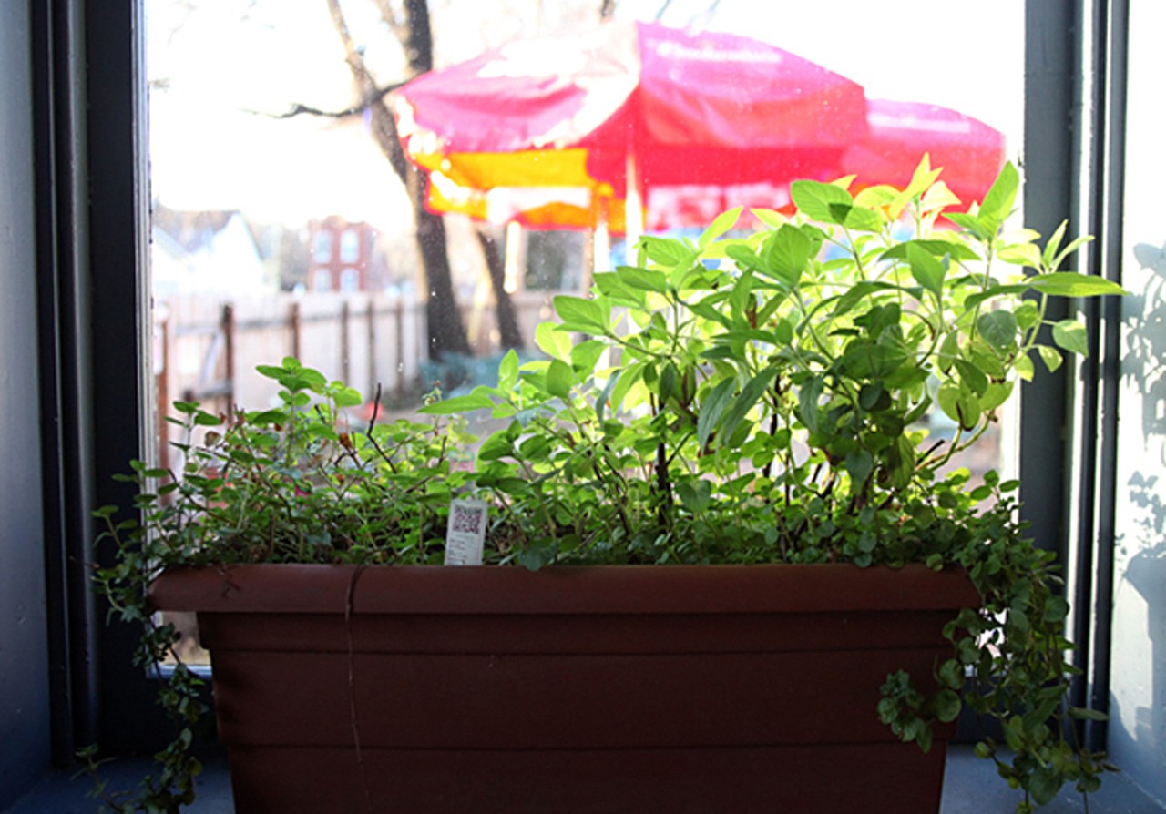 Schoemehl's grows their own fresh herbs. Over the summer there will be an herb garden on their back patio.