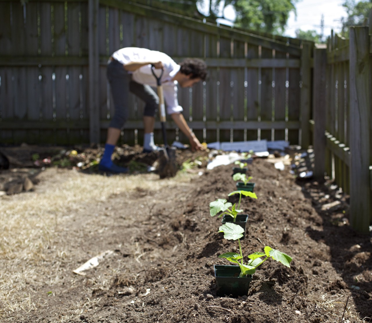 Recent Washington University architectural graduate, now dishwasher and on-site gardener, Antonio Pacheco hard at work in Farmhaus' garden behind the restaurant. The squash is about ready to be planted as Antonio works the compost from the restaurant scrap into the soil of the garden bed.