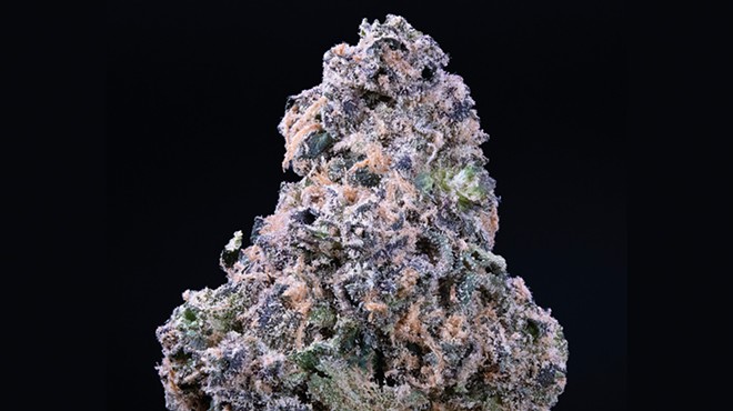 Purple #43 is stunning, with violet hues, splashes of forest green and a frosty layer of trichomes.