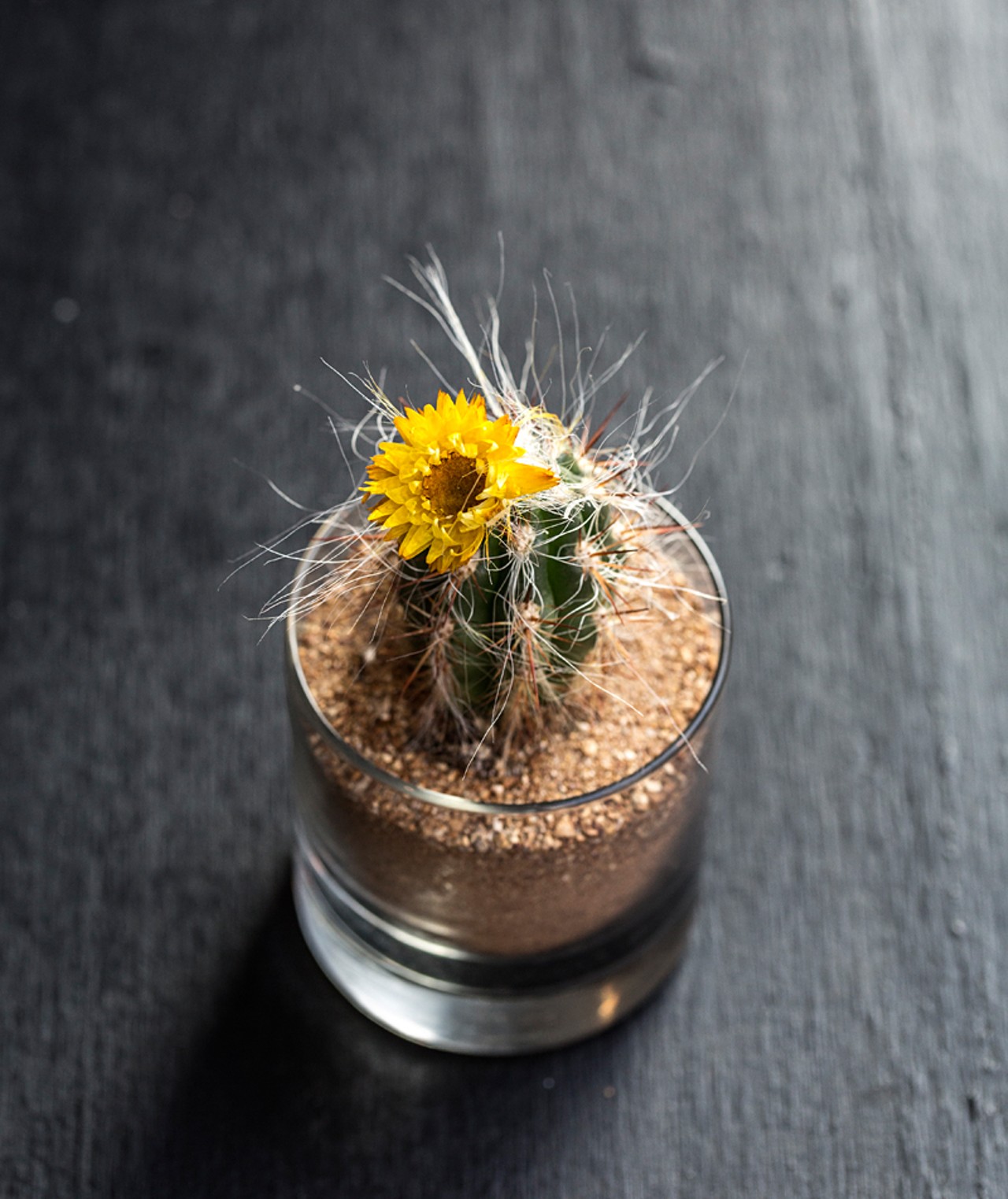 A cactus sits atop each table.
