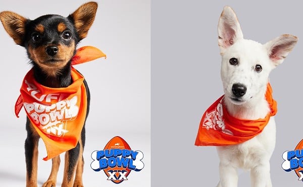 Sadie, left, from the Humane Society of Missouri, and Indigo, right, from Five Acres Animal Shelter, will team up for this year's Puppy Bowl on Animal Planet.