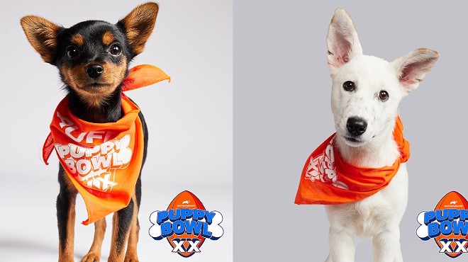 Sadie, left, from the Humane Society of Missouri, and Indigo, right, from Five Acres Animal Shelter, will team up for this year's Puppy Bowl on Animal Planet.