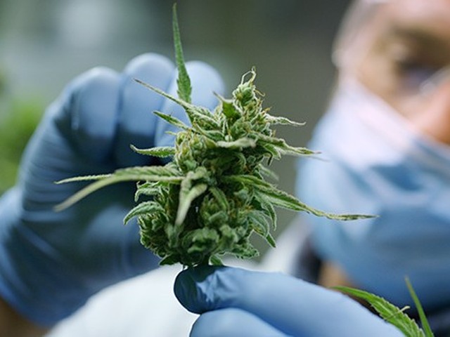 A grower holds a piece of cannabis.