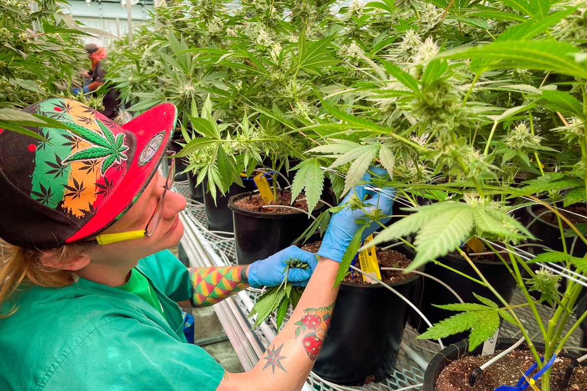Dyllan Davault, a harvester at Robust Cannabis facility in Cuba, Missouri, tends to greenhouse plants on May 2, 2023.