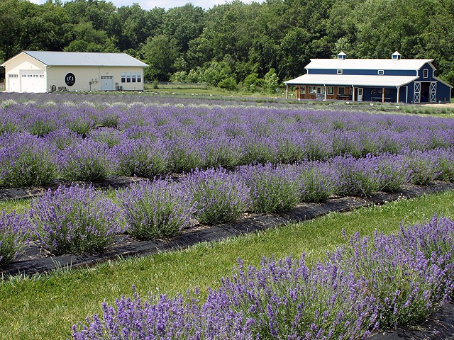 Battlefield Lavender in Centralia has about 4,200 plants as of May 2020, up from 300 in its first year in 2016.
