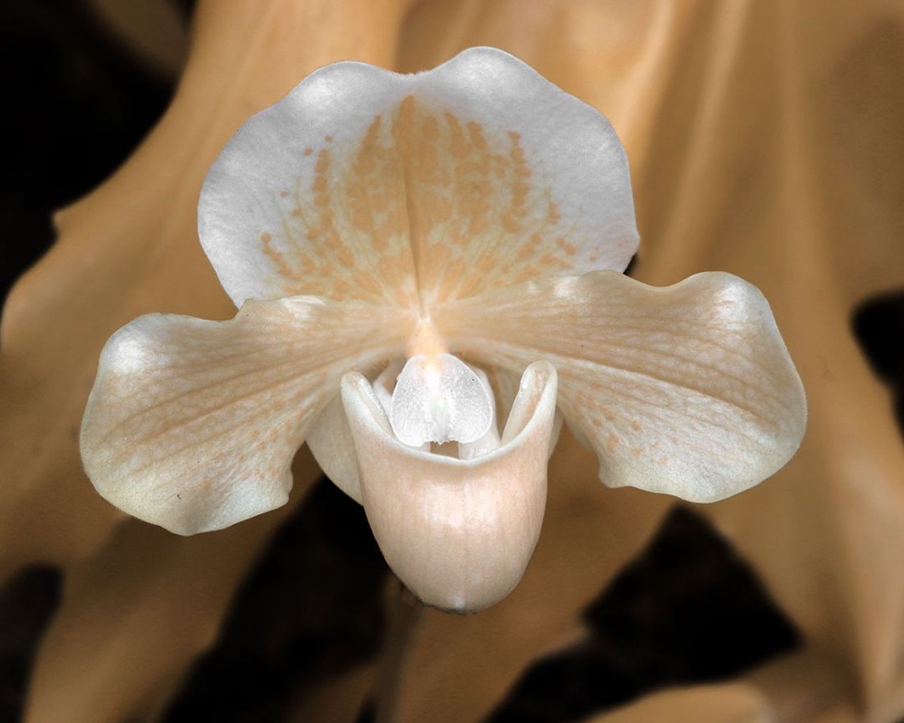 MoBOT's Orchids Look Gorgeous in New Photos