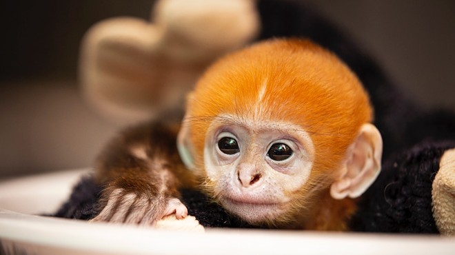 The Saint Louis Zoo Has a New Ginger Monkey and We Love Her