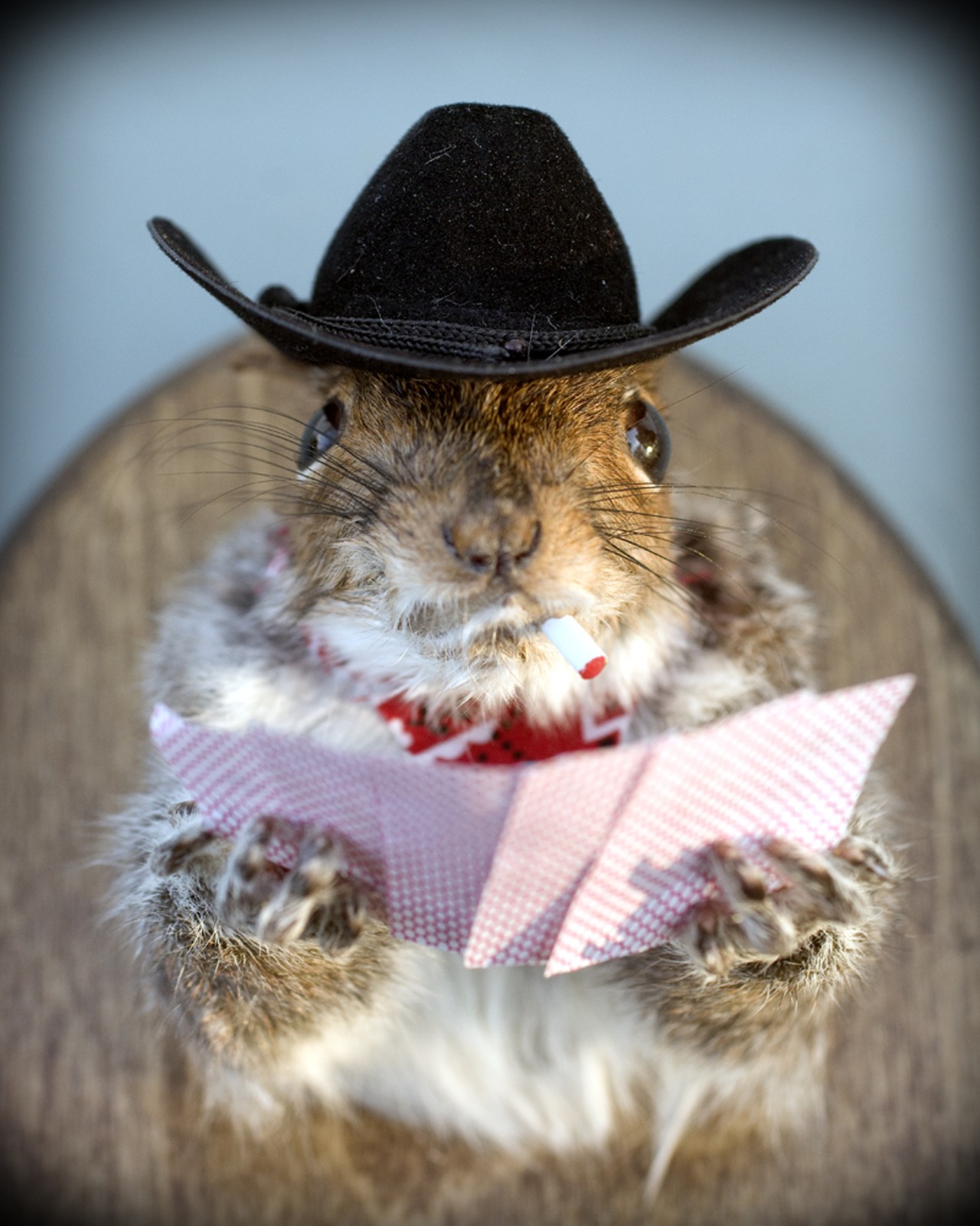 Even squirrels like a little Texas Hold 'Em, no?