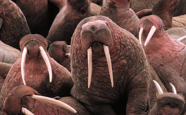 Celebrate walruses with the music of Marko Polo.