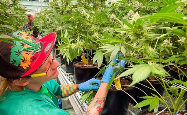 Dyllan Davault, a harvester at Robust Cannabis facility in Cuba, Missouri, tends to greenhouse plants on May 2, 2023.