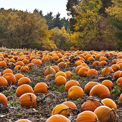Herman's FarmPick your own pumpkins and hayrides are available here.Find out more here.