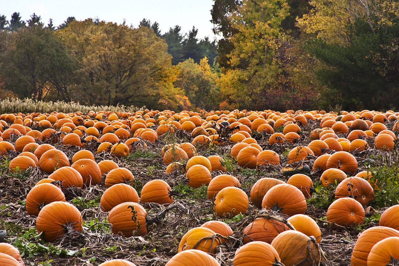 Herman's Farm
Pick your own pumpkins and hayrides are available here.
Find out more here.