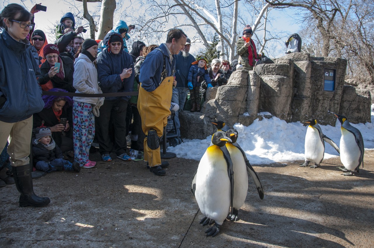 Penguins meandering by the crowd barrier.