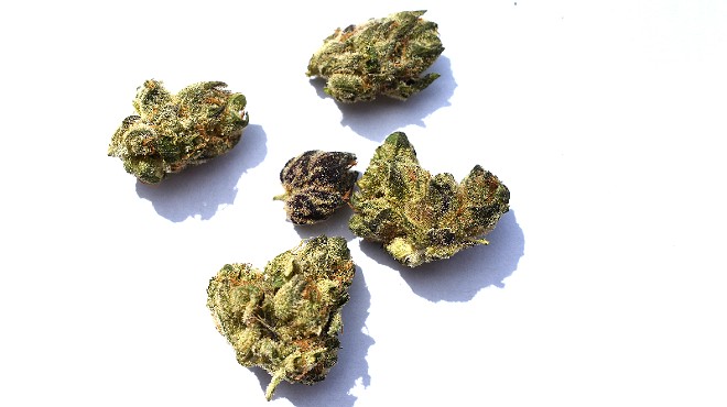 Review: Tommy Chims Smokes Illicit Gardens' "Purple Chem" Strain