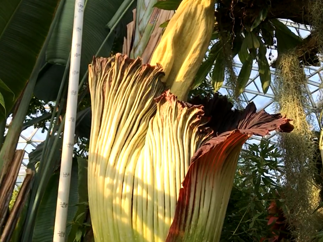 Octavia the corpse flower is ready to put on a (smelly) show.