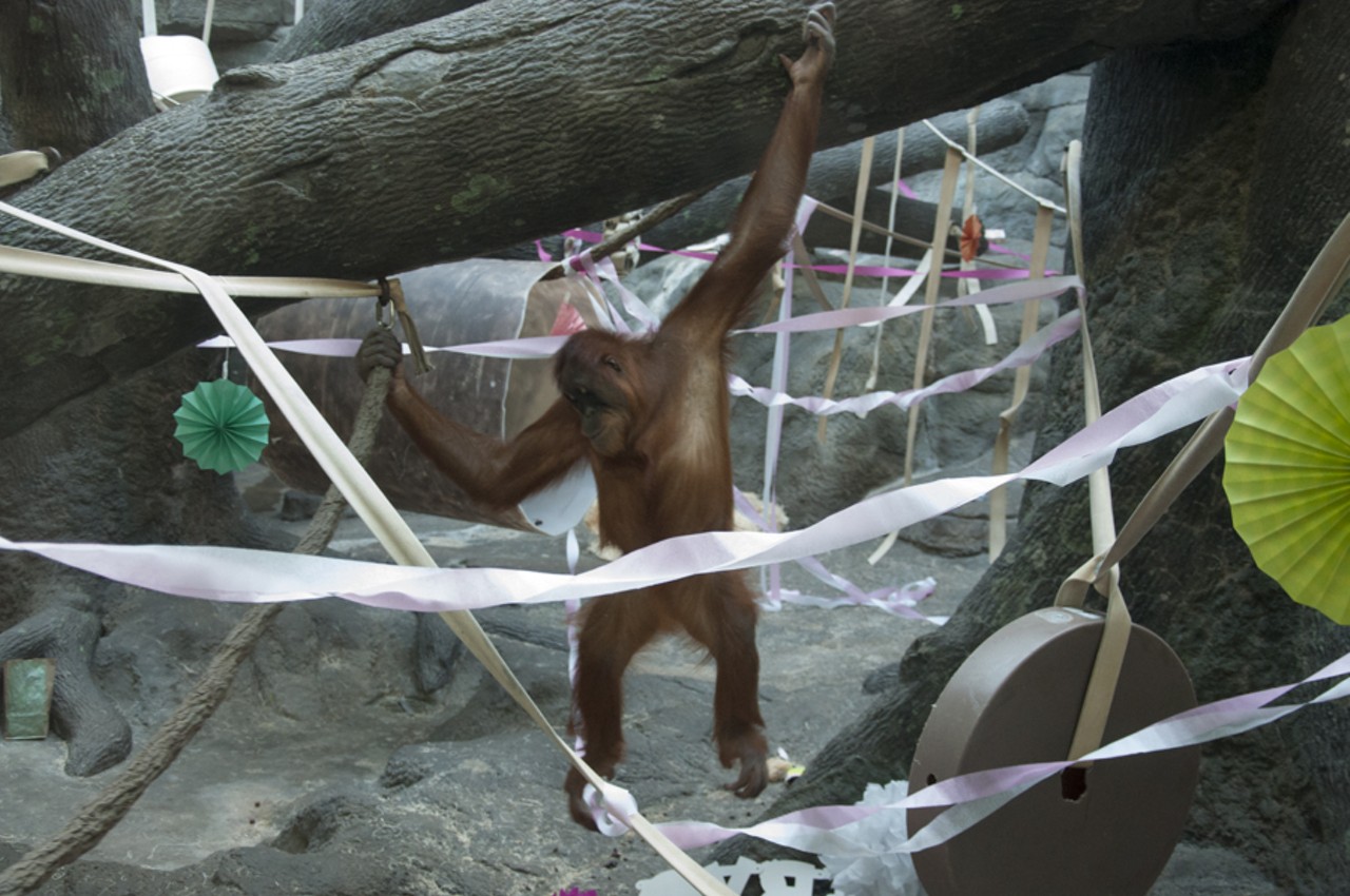 Saint Louis Zoo Party for Baby Orangutan 'Ginger'