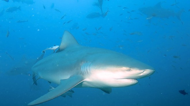 There have been two confirmed bull shark sightings in the 20th century in the Mississippi River near St. Louis.