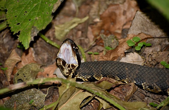 Thousands of Snakes Cross 'Snake Road' in the Ozarks Each Year [PHOTOS]