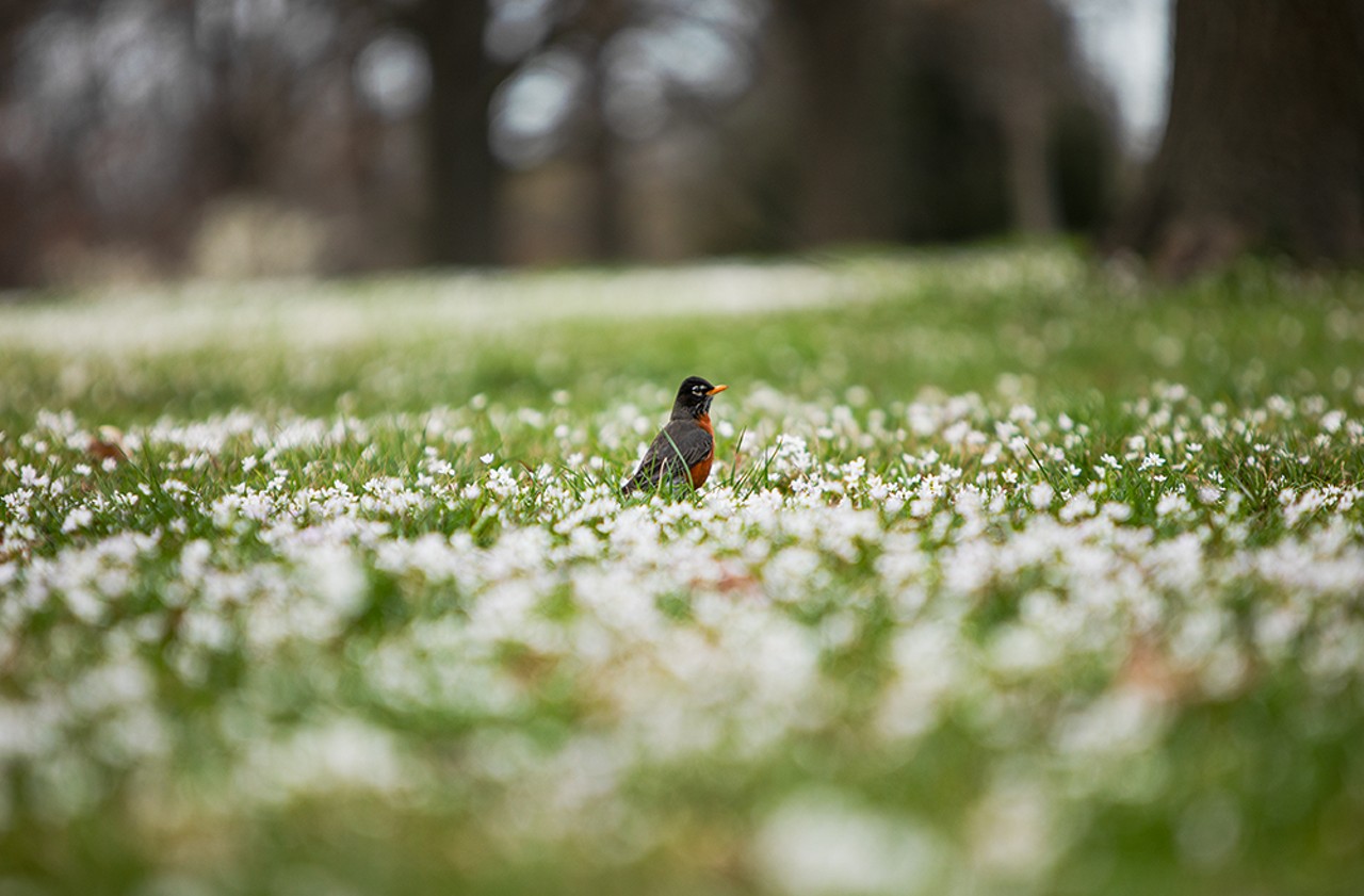 A robin peeks its head up while searching for worms in a field of flowers in Forest Park.
