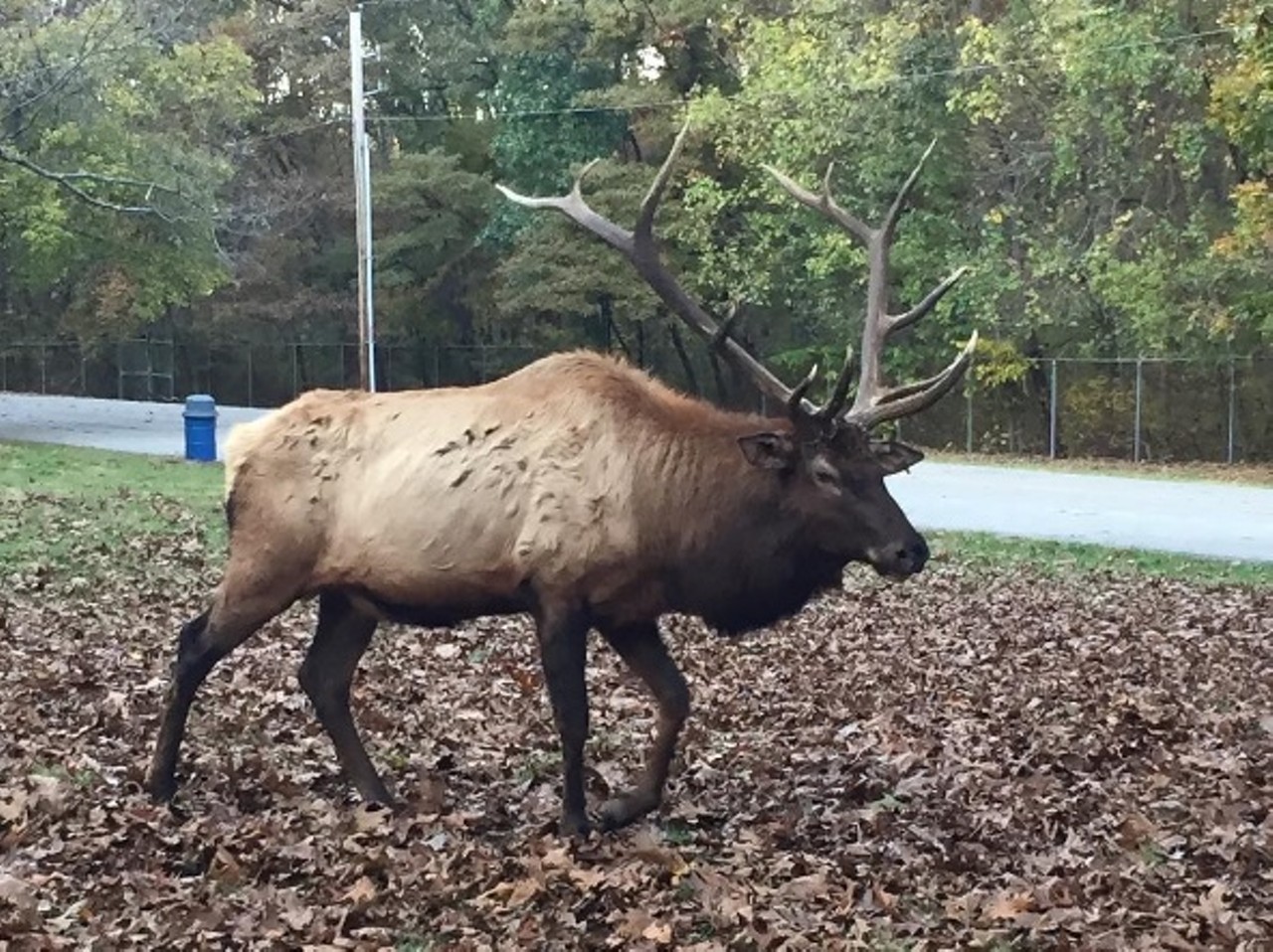  Visit Lone Elk Park