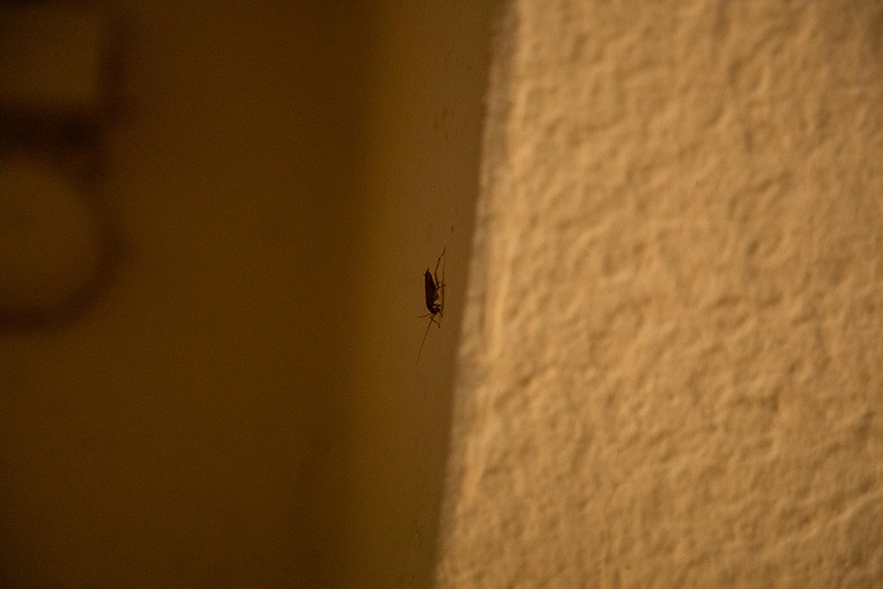 A cockroach crawls along a wall inside an apartment building owned by Cuong Q. Tran.