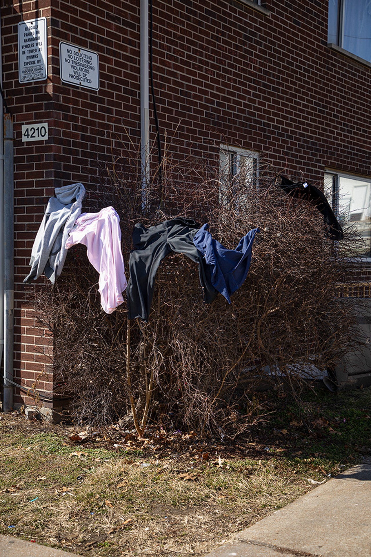 Clothing hangs to dry on a bush outside of an apartment building owned by Cuong Q. Tran.