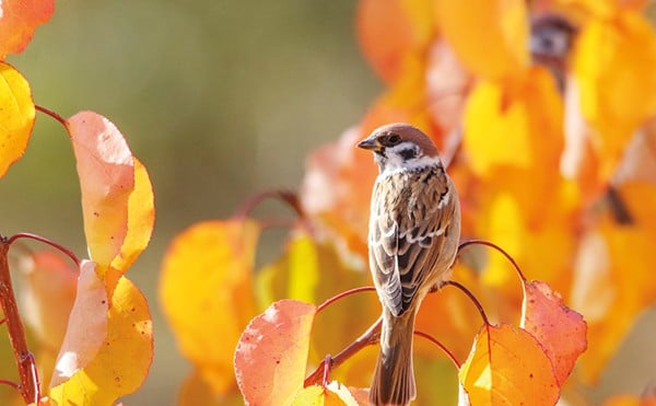 The Eurasian Tree Sparrow is our bird.