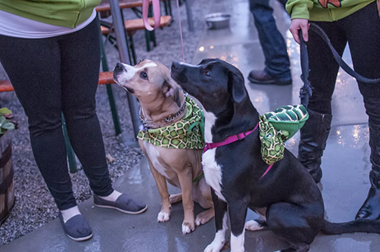 The Damp Dogs of Barktoberfest 2014