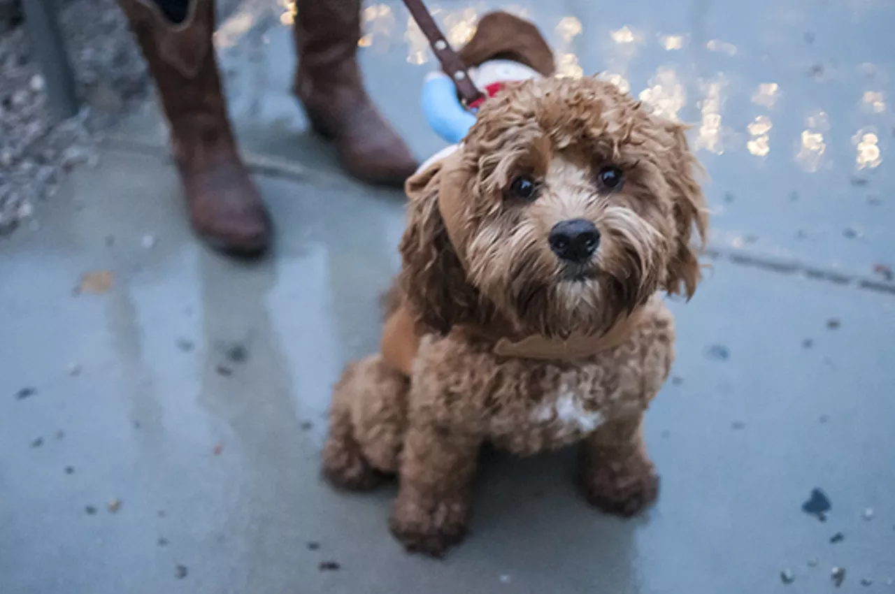 The Damp Dogs of Barktoberfest 2014