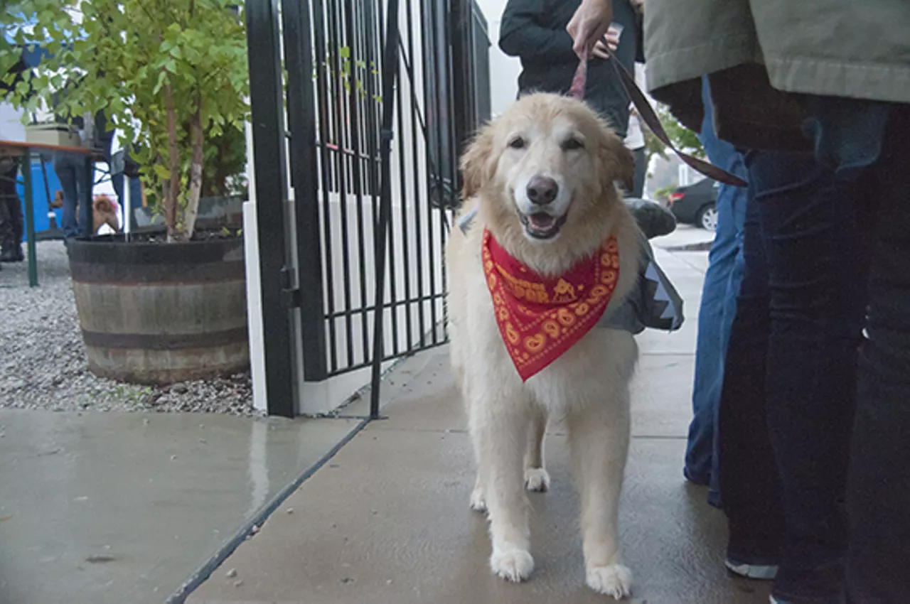 The Damp Dogs of Barktoberfest 2014