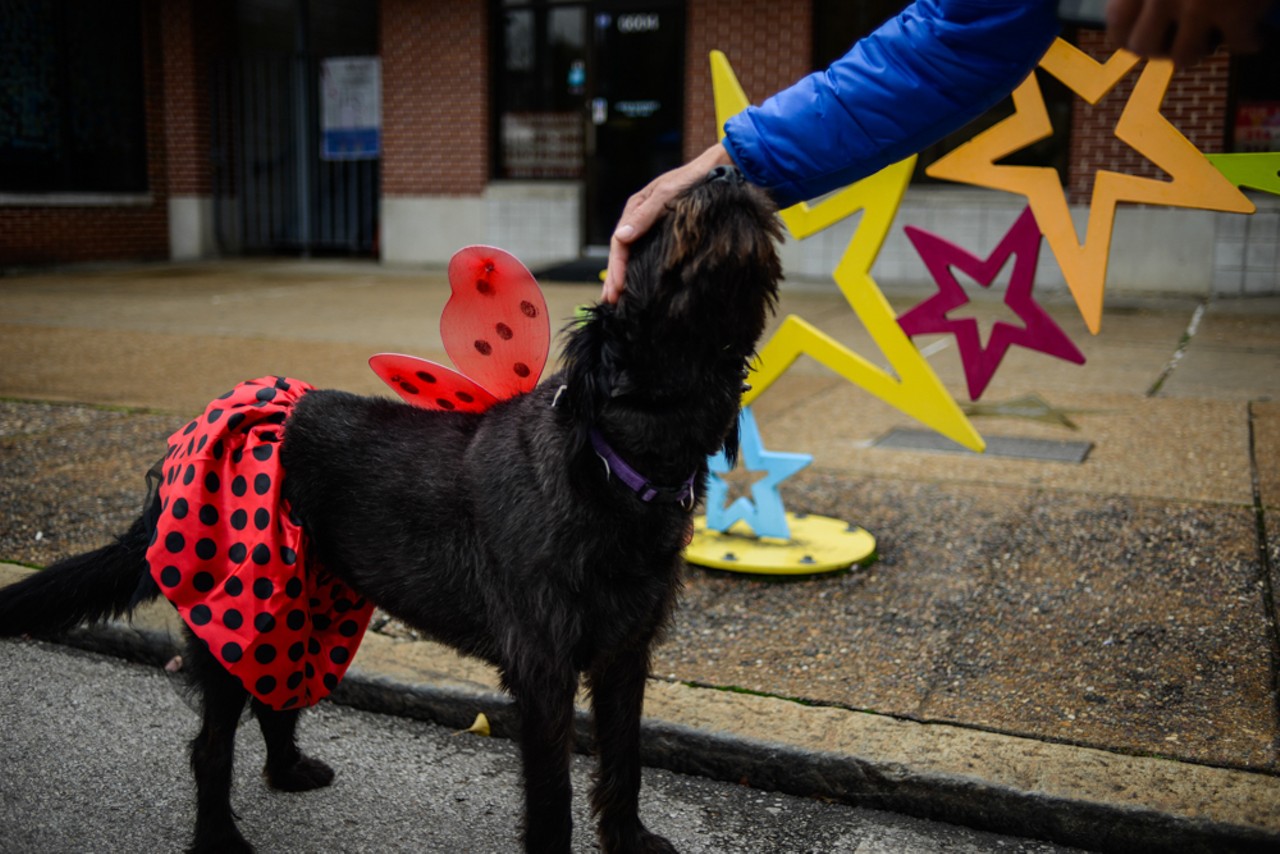 The Howl-o-ween Pet Parade in the Loop Was Too Adorable [PHOTOS]