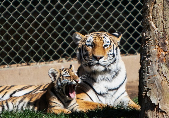 One of the tiger triplets gives a contented yawn next to proud mother Reka.