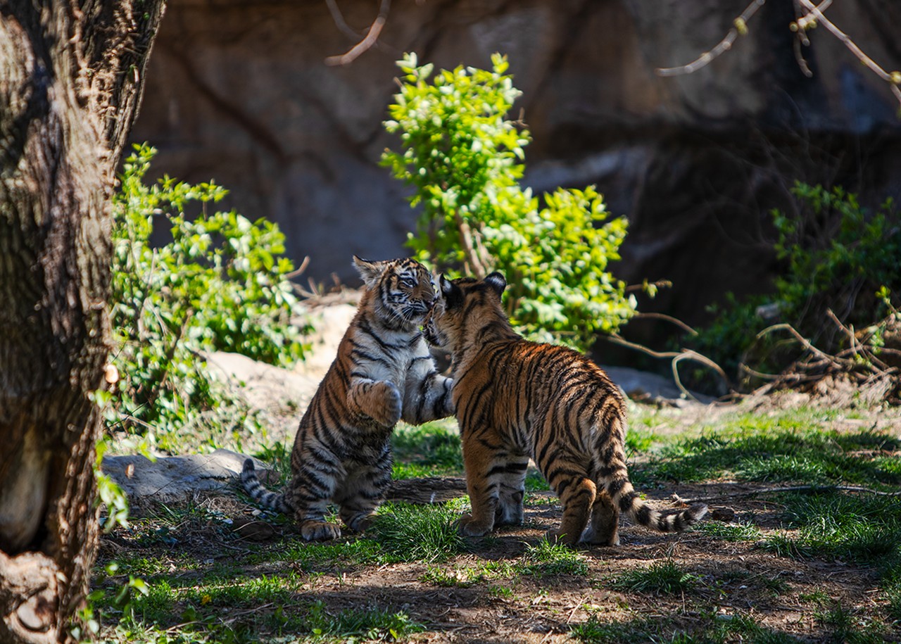 The Saint Louis Zoo's New Tiger Triplets Are the Best Things Ever