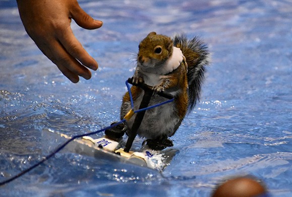Twiggy the Water Skiing Squirrel Splashed Into St. Louis [PHOTOS]