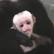 There's a New Baby Monkey at the St. Louis Zoo, and He's Adorable
