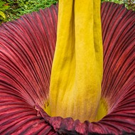 That Stank-Ass Corpse Flower Is Stinking Up St. Louis Right Now
