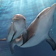 No Fluke: <i>Dolphin Tale 2</i> is a warm, wise animal tale