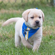 The St. Louis Blues Adopted a Service Dog and the Pupper Needs a Name