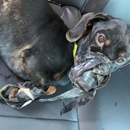 Dog Found Bound With Duct Tape, Jefferson County Sheriff Investigating