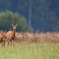 An Open Letter to the Deer of St. Louis County