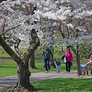 It's Peak Cherry Blossom Time in St. Louis and MoBOT Is Here For It