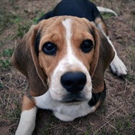 Some Asshole Skinned a Beagle Alive in Missouri, Reward Offered for Info