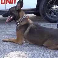 Lawsuit: St. Louis County Police Dog Ripped Sleeping Homeless Woman's Face